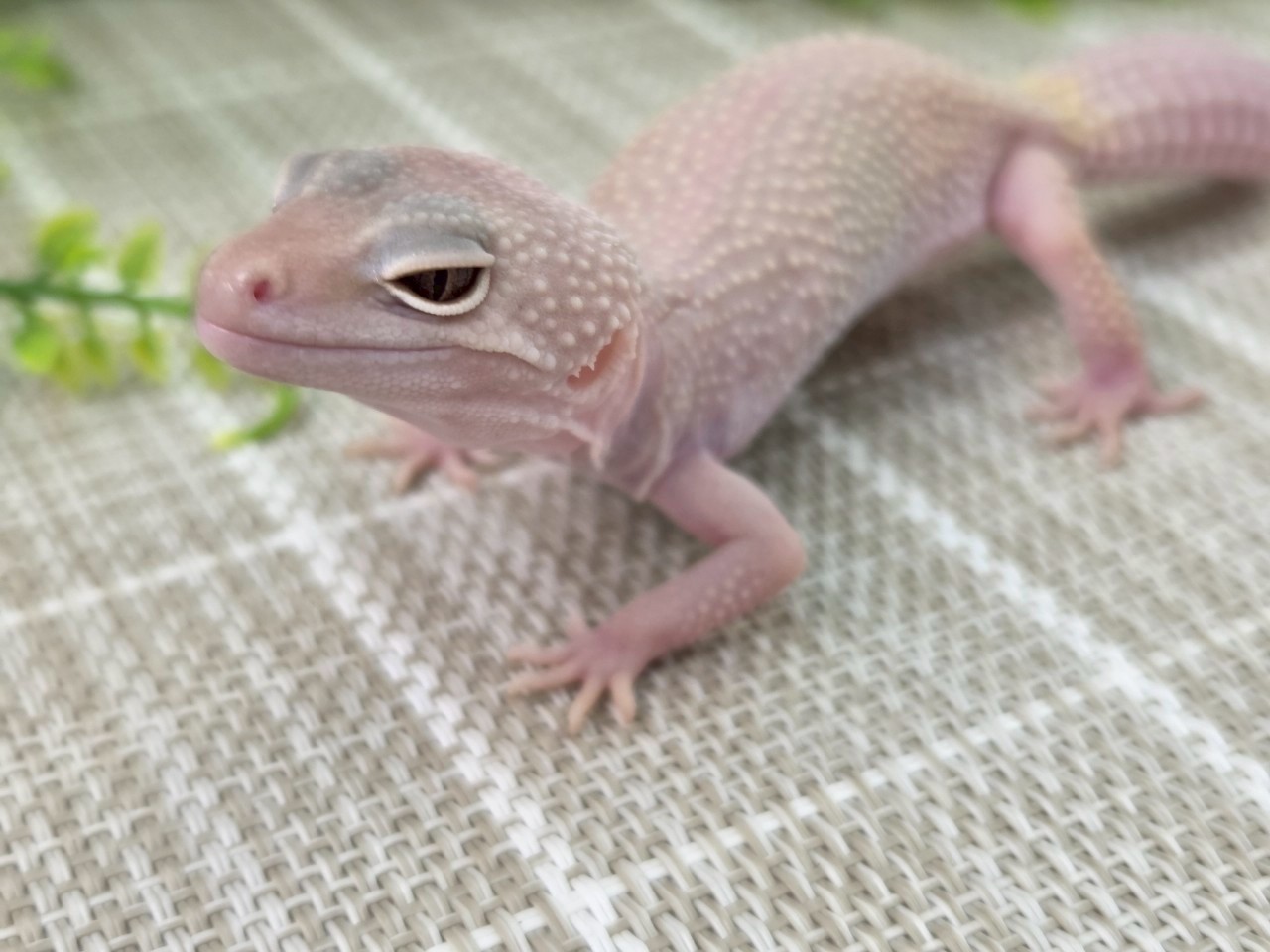 ディアブロ