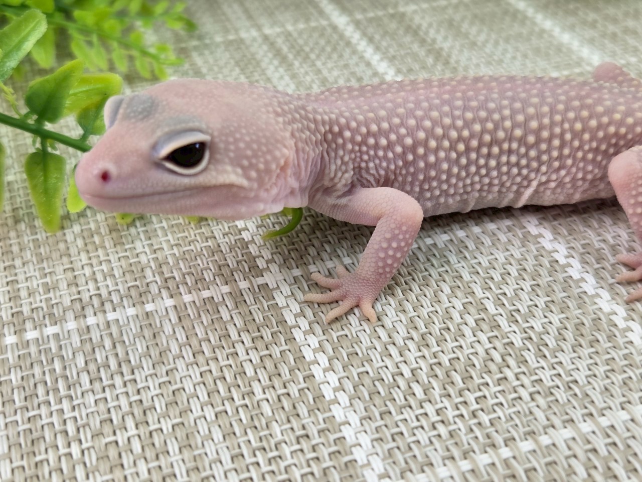 ディアブロブランコ