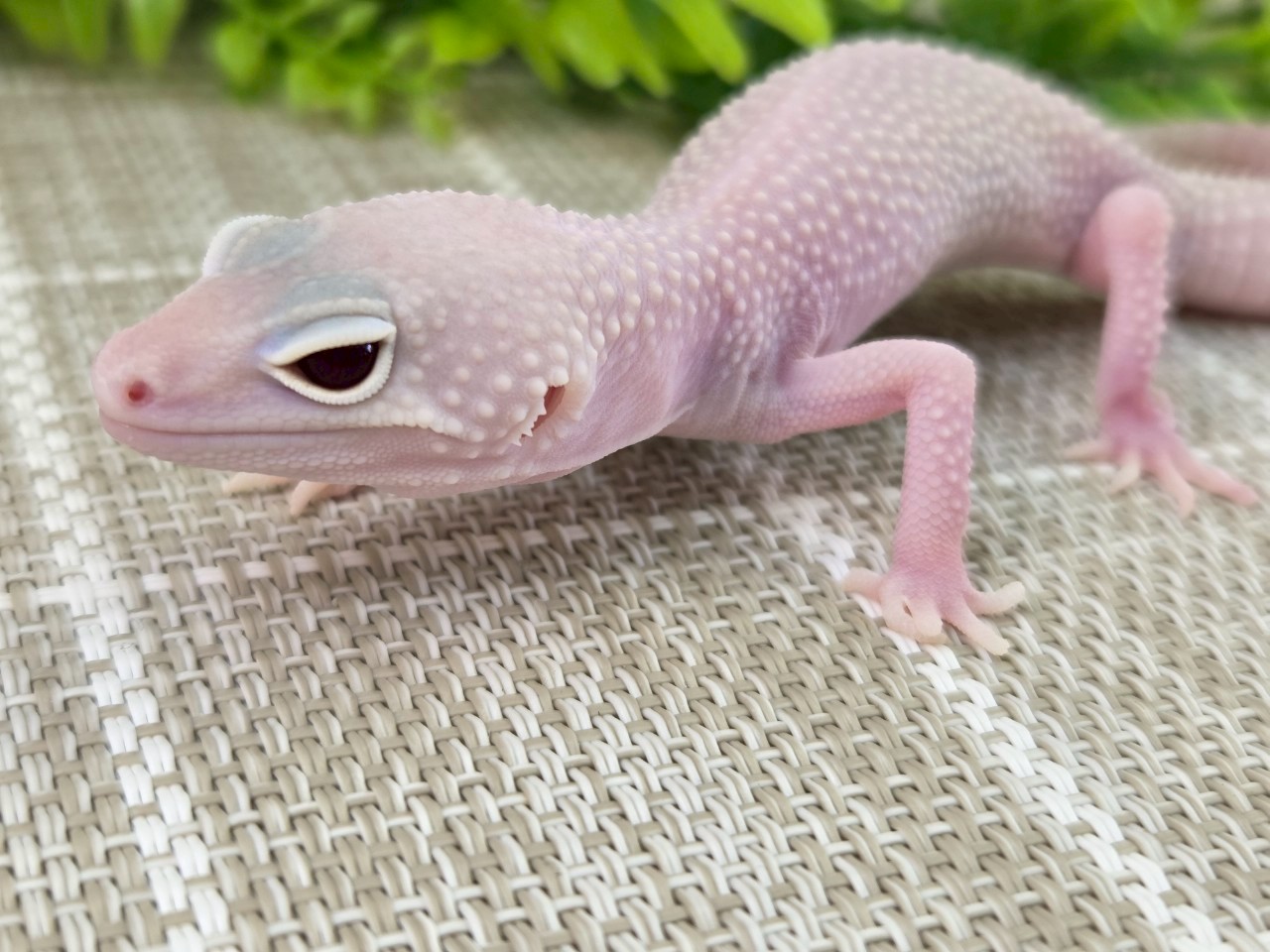 スノーディアブロ