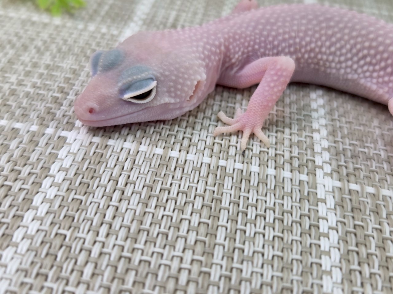 スノーディアブロ