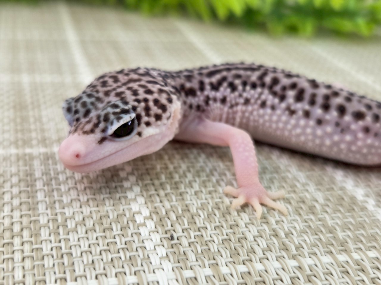 ギャラクシー