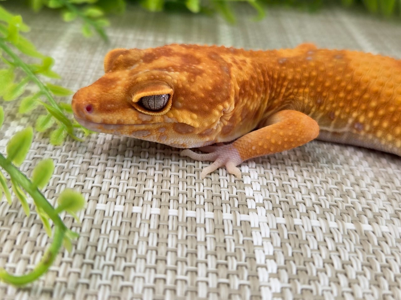 レッドダイヤモンド