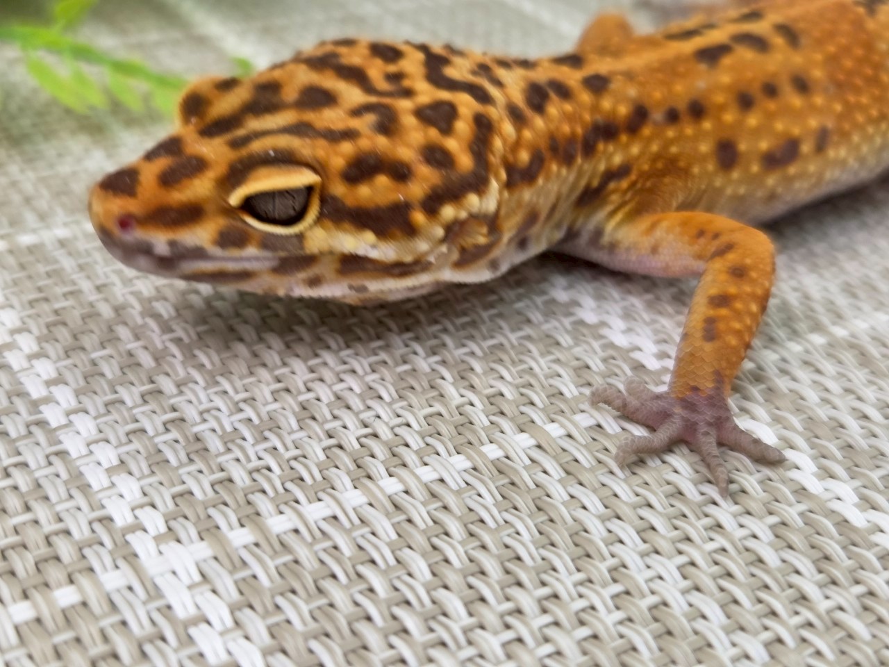 レッドダイヤモンド