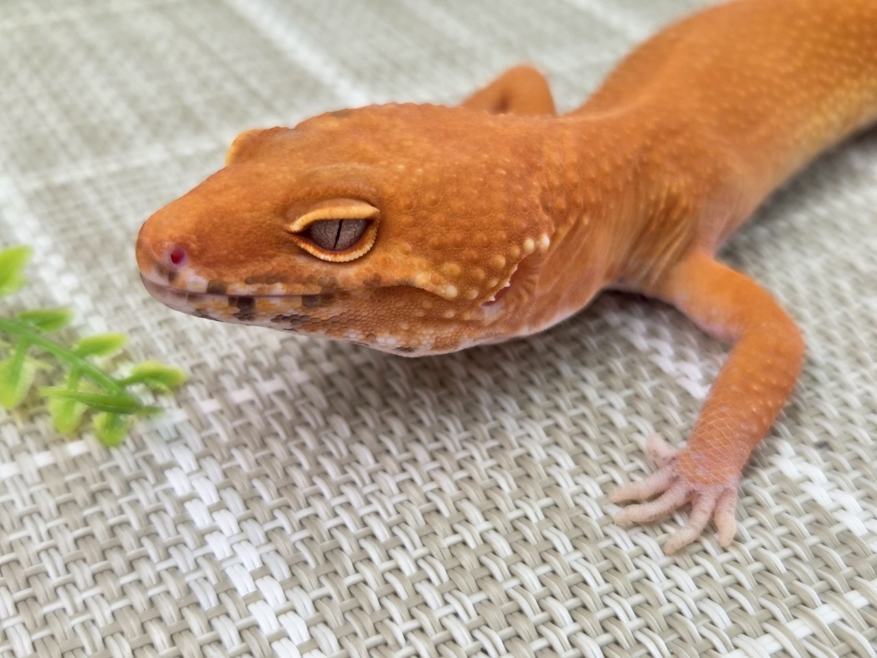 レッドデビル