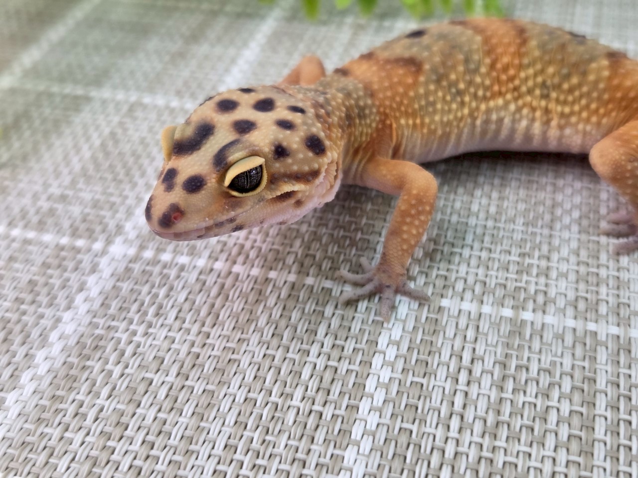 クラウンG
