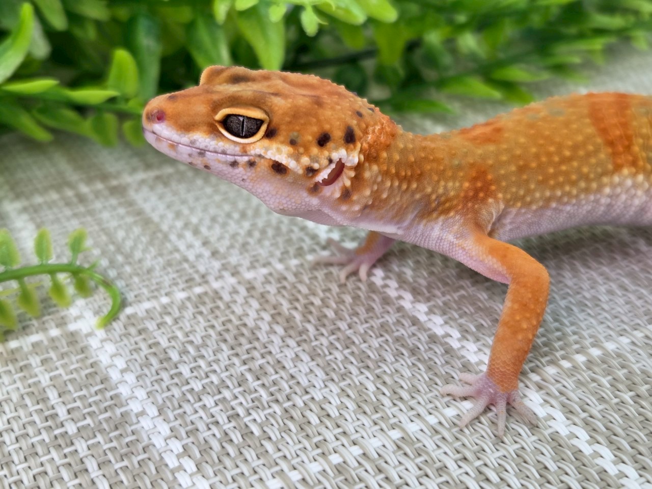 インフェルノ