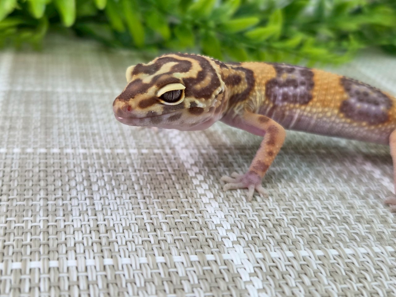 タンジェリントレンパー