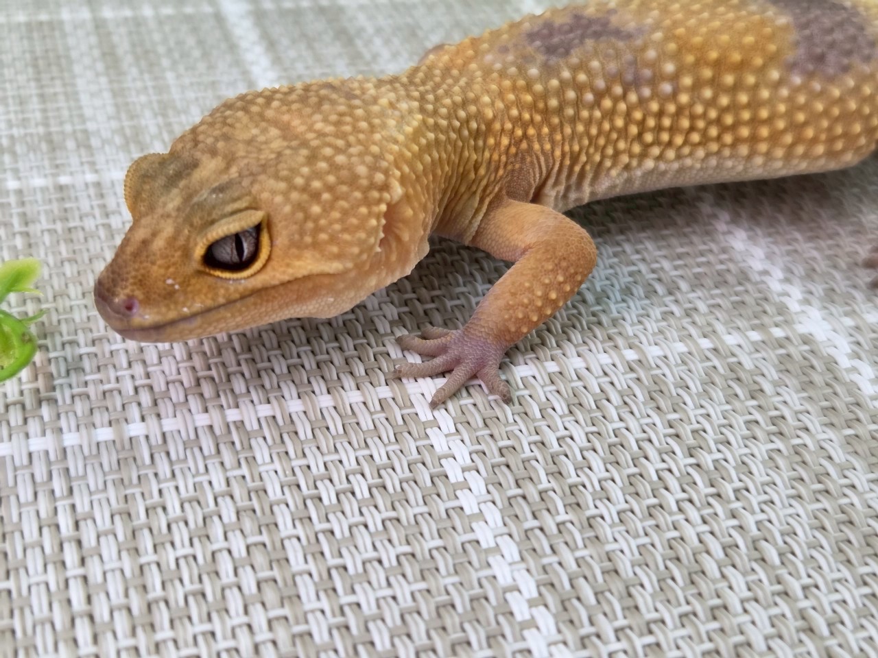 タンジェリントレンパー