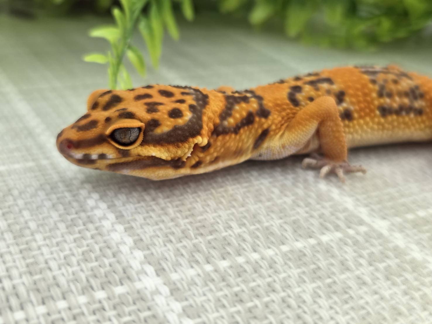 レッドダイヤモンド