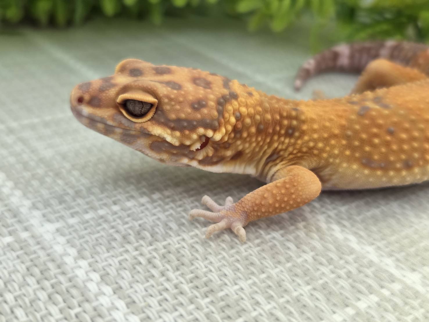 レッドダイヤモンド