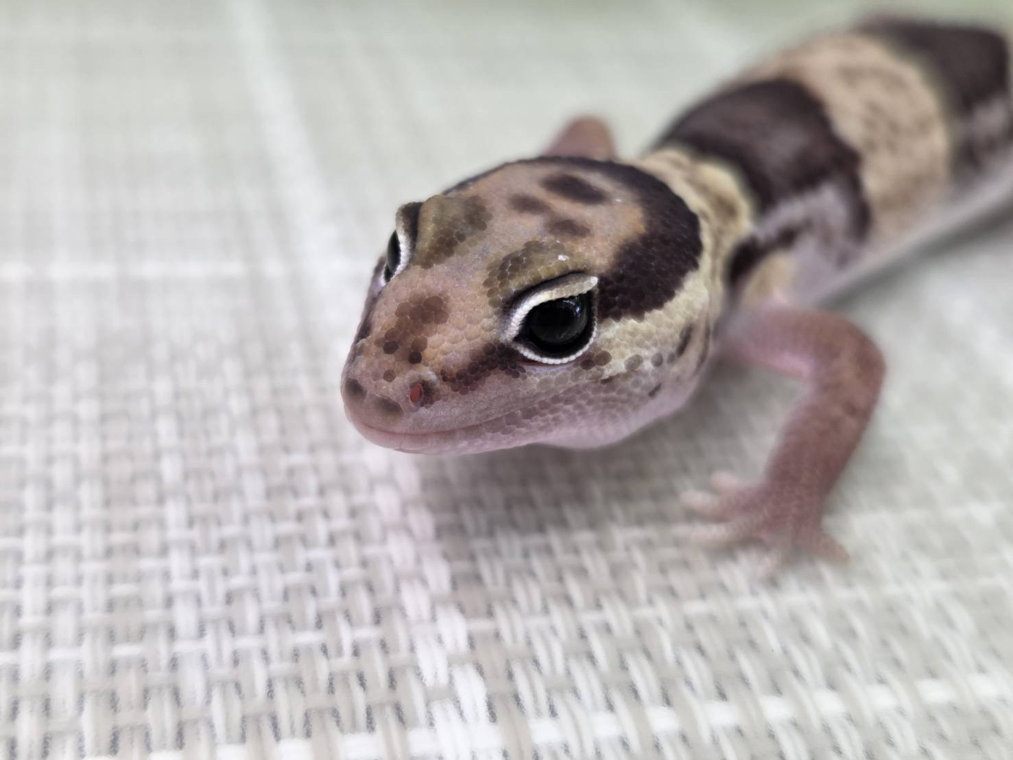 ノーマル