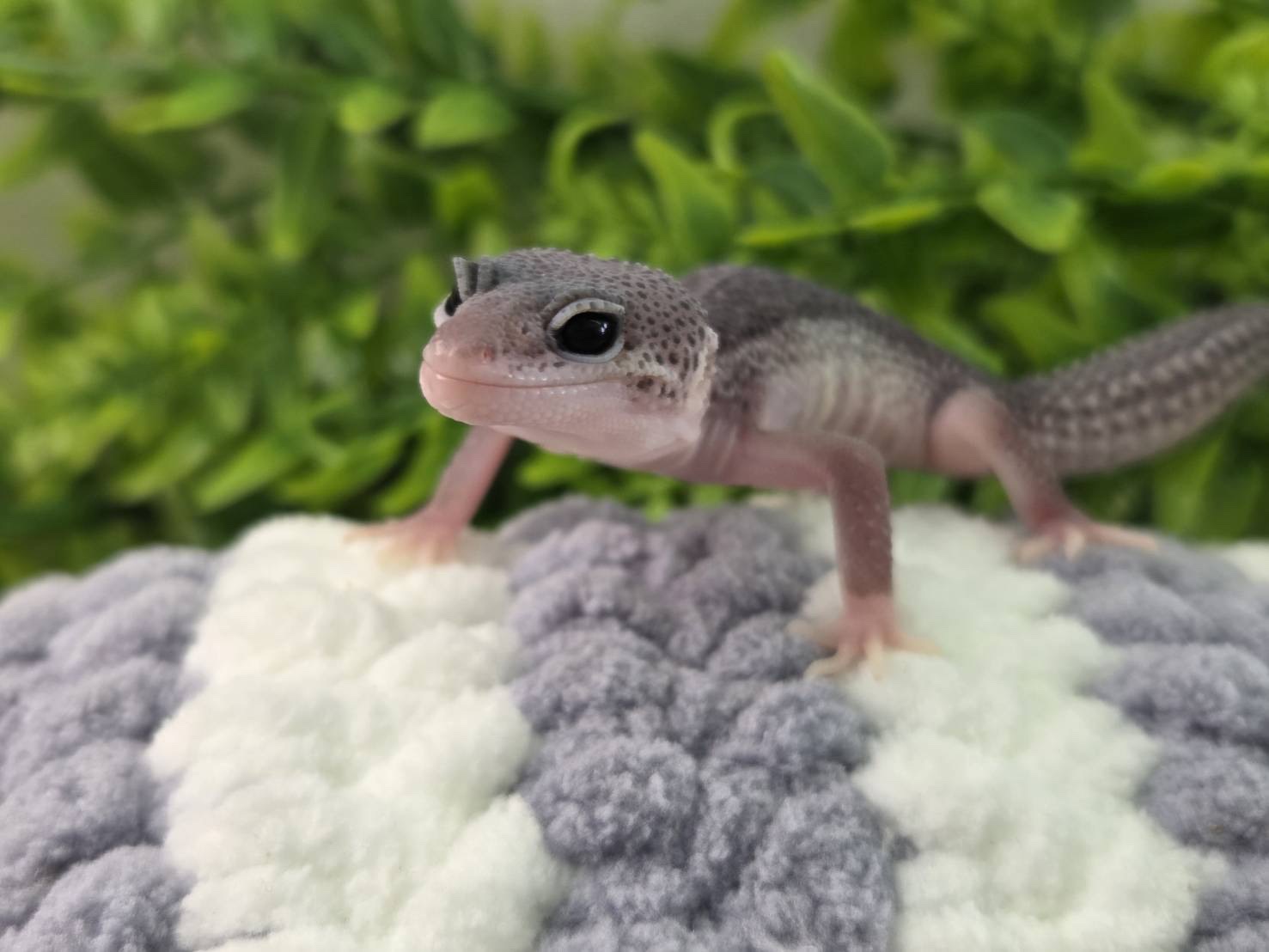 スーパーマックスノー