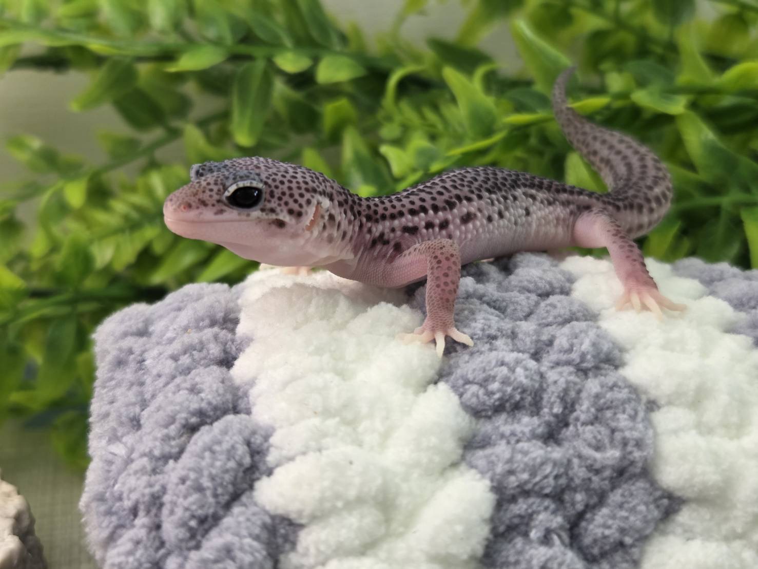 スーパーマックスノー