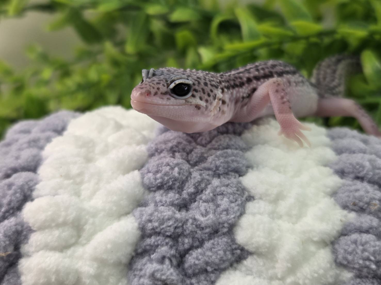 スーパーマックスノー