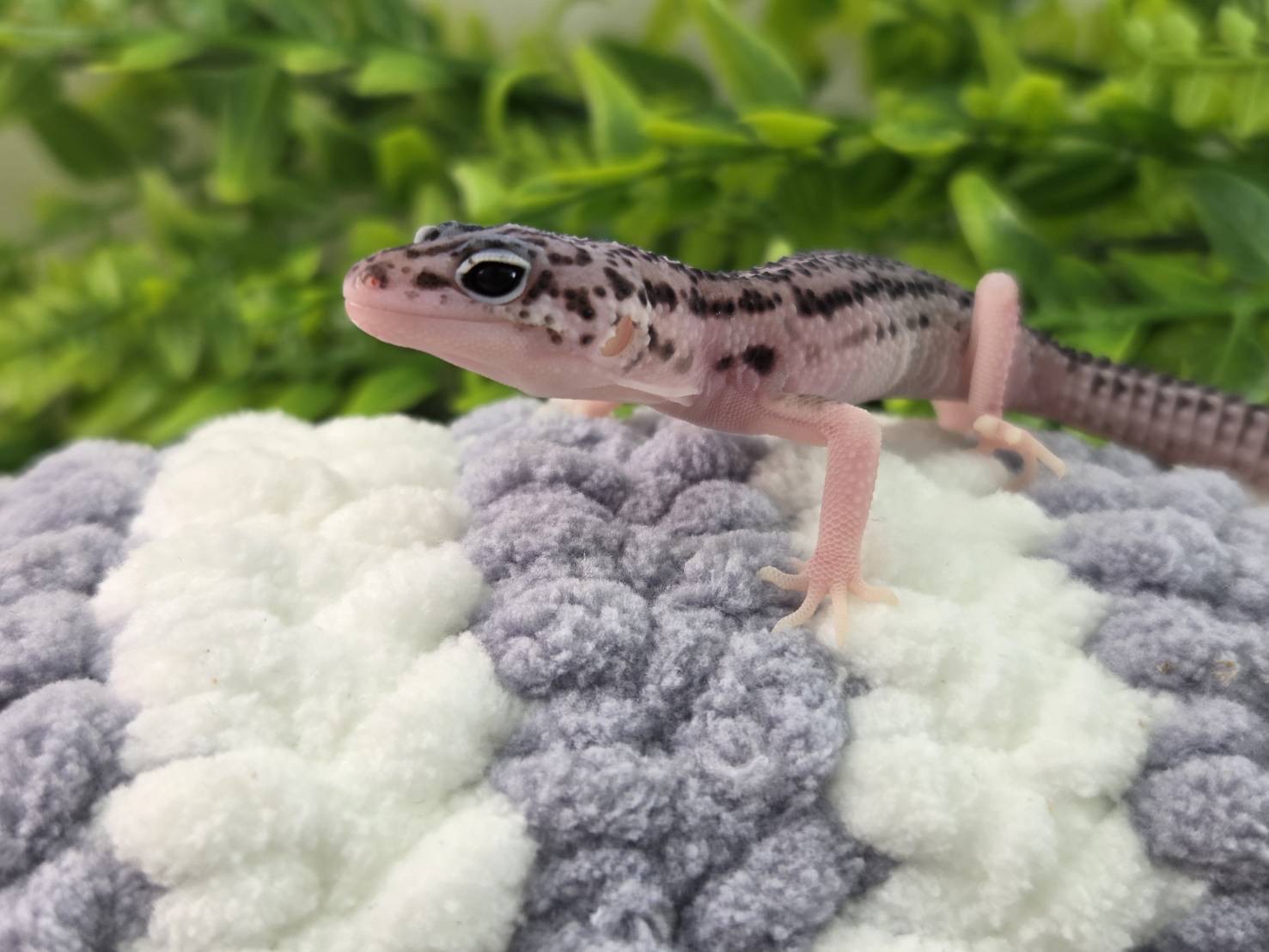 スーパーマックスノーhetエクリプス