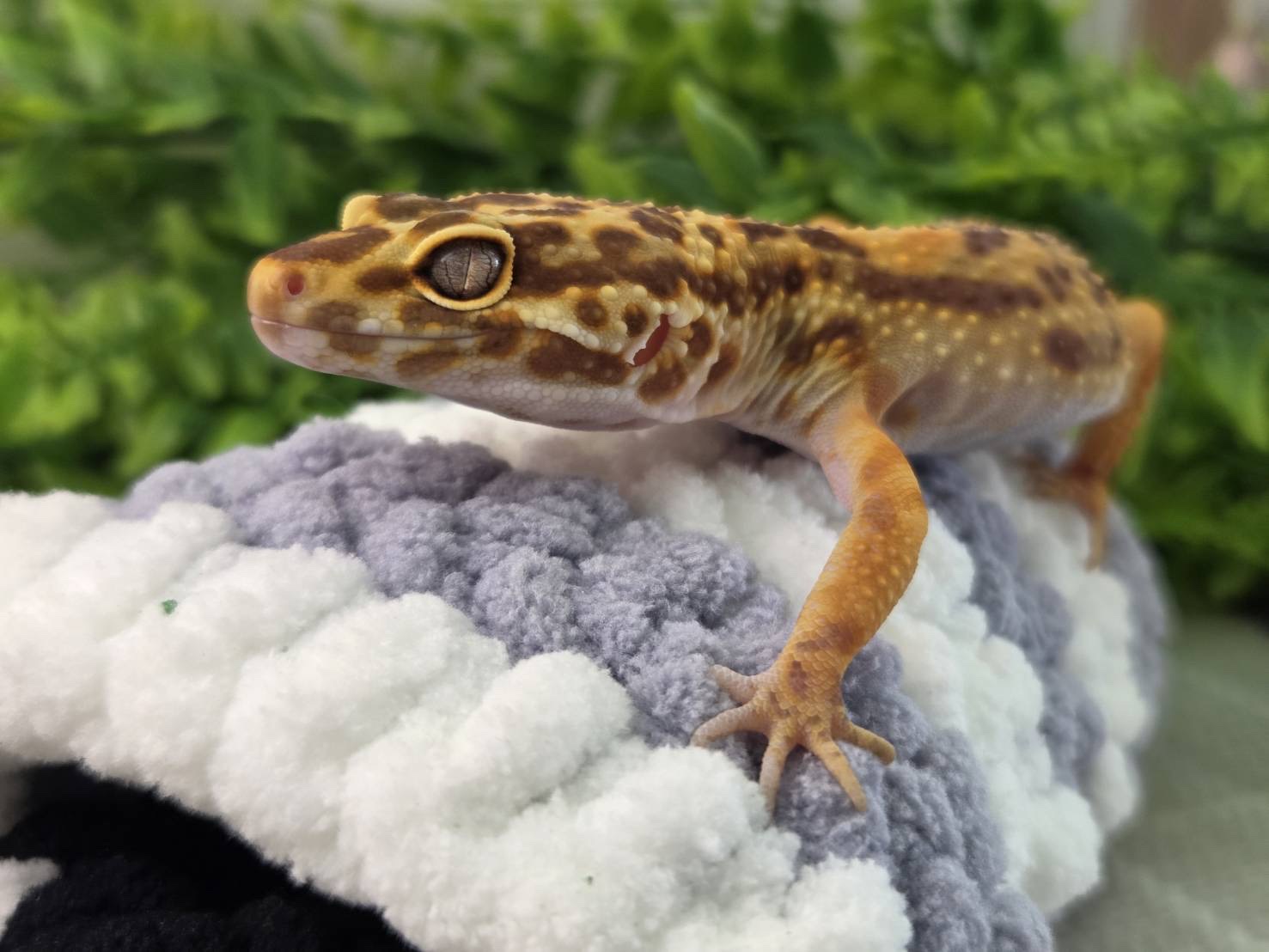 メラニックトレンパー