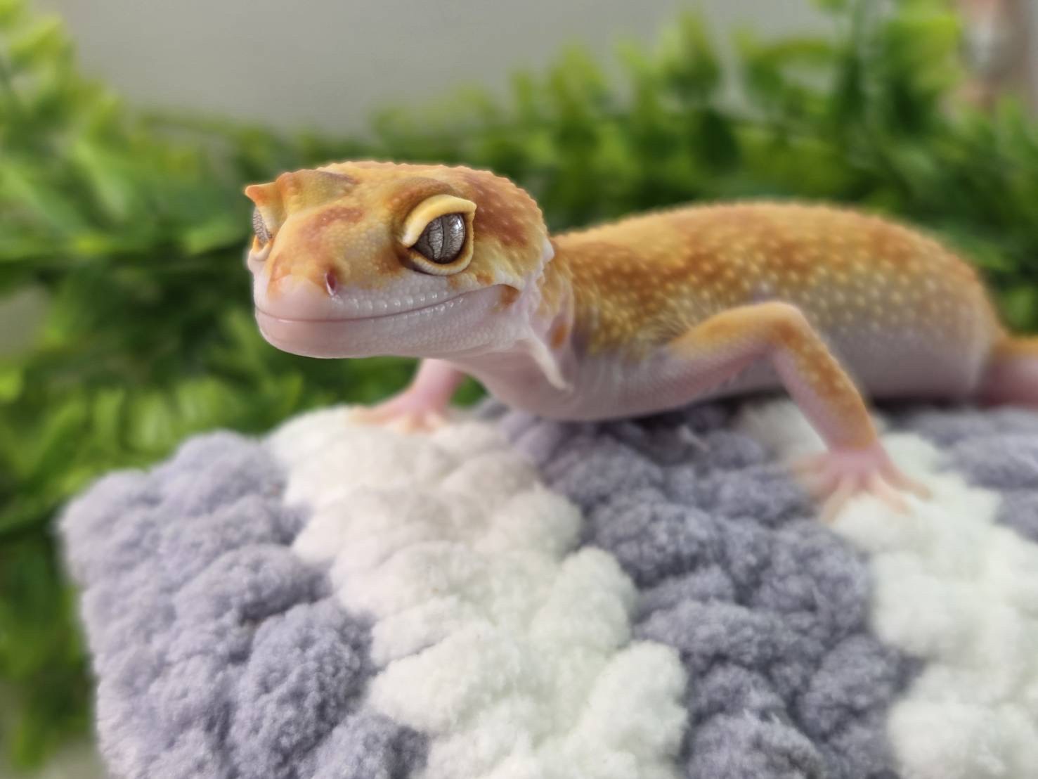 W＆Yトレンパー