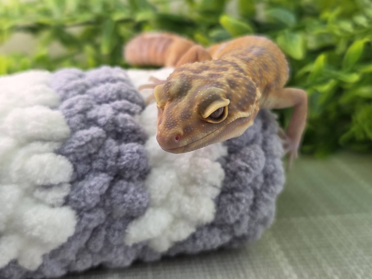 タンジェリントレンパー