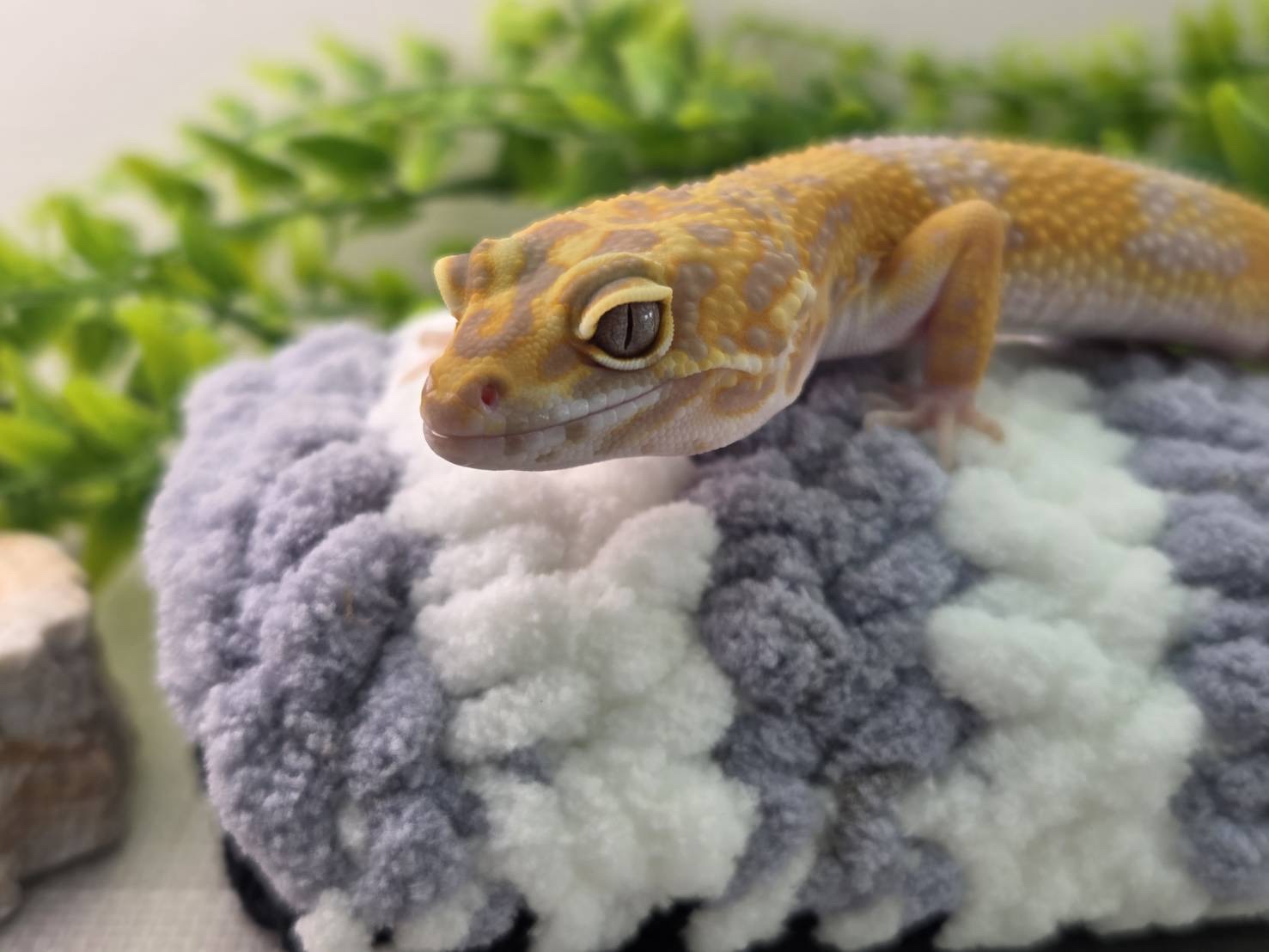 タンジェリントレンパー