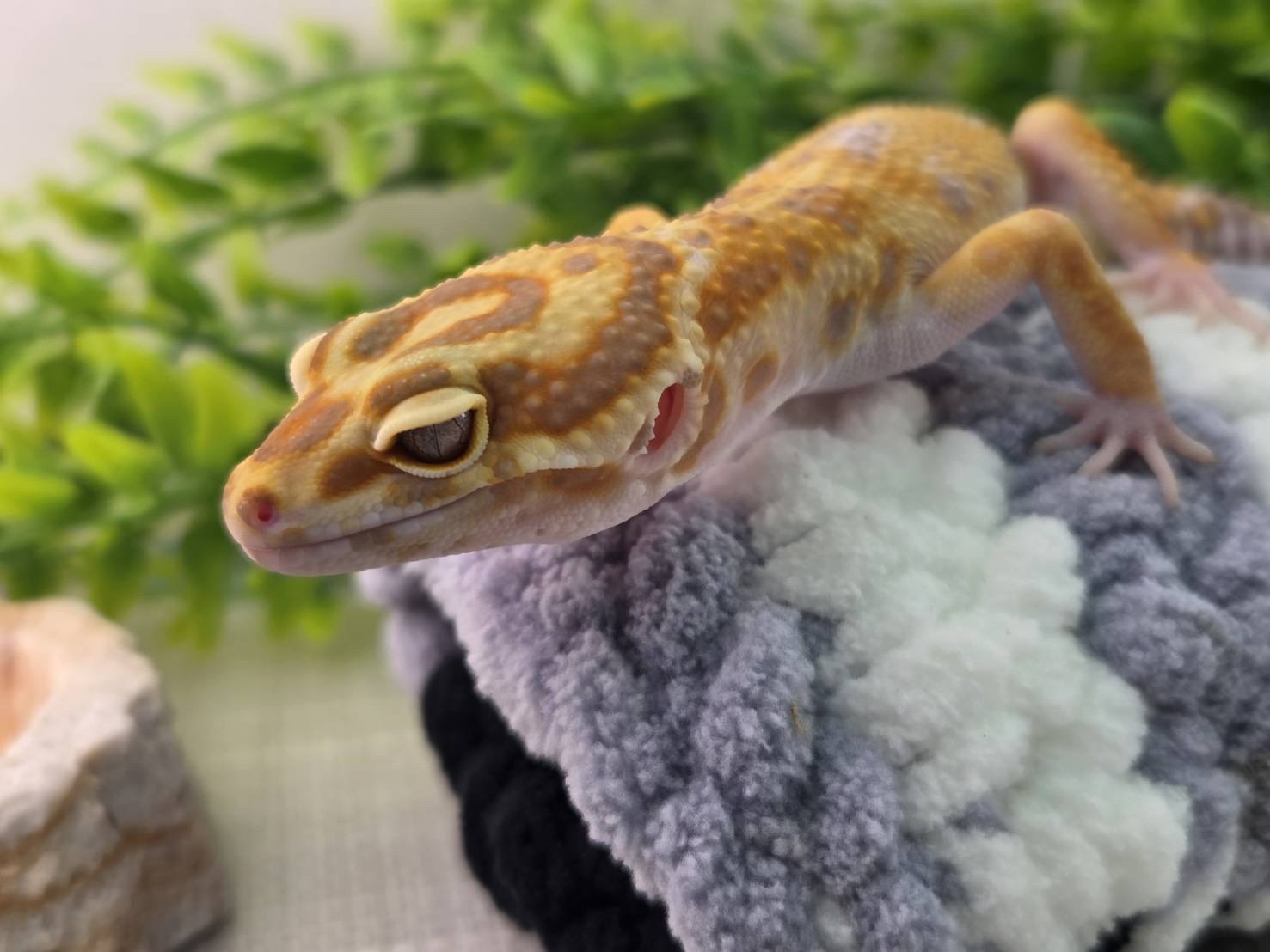 タンジェリントレンパー