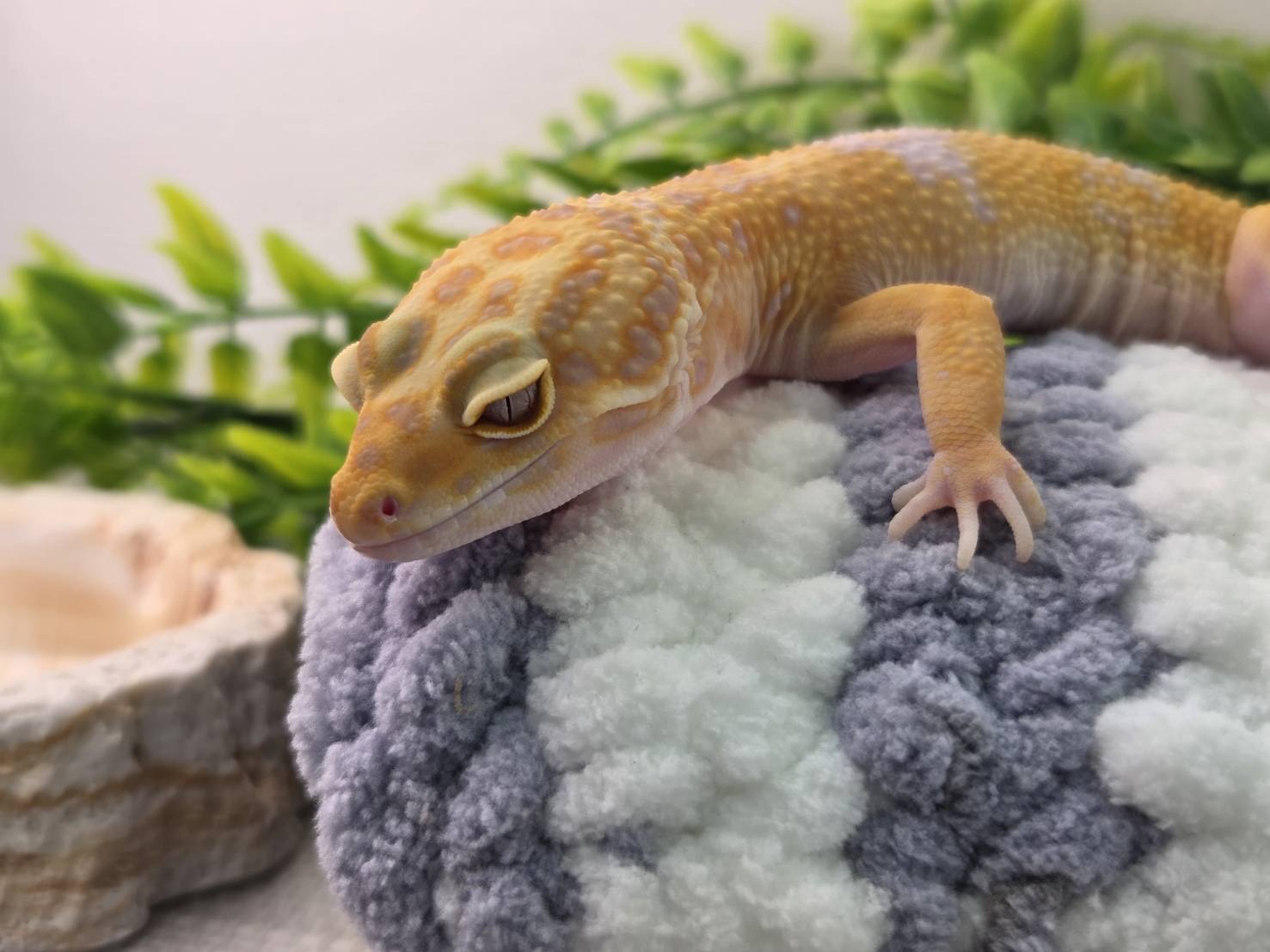 タンジェリントレンパー