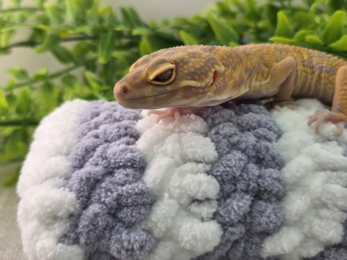 タンジェリントレンパー