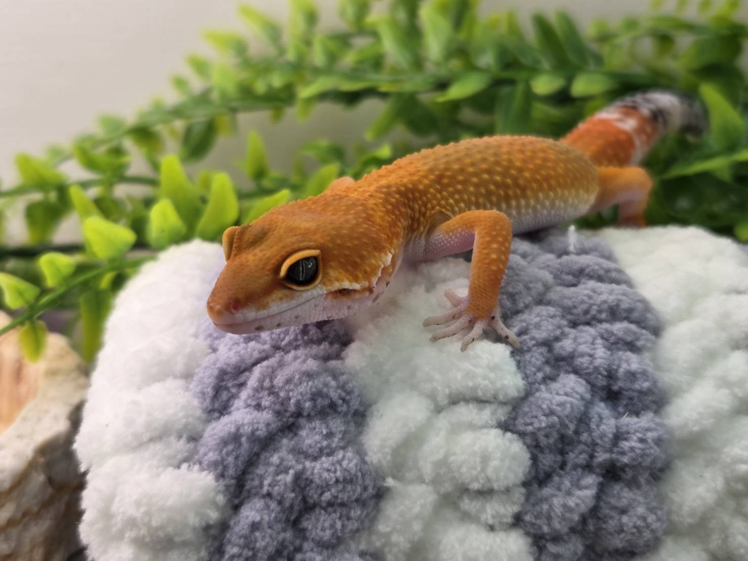 ブラッドクロスタンジェリン