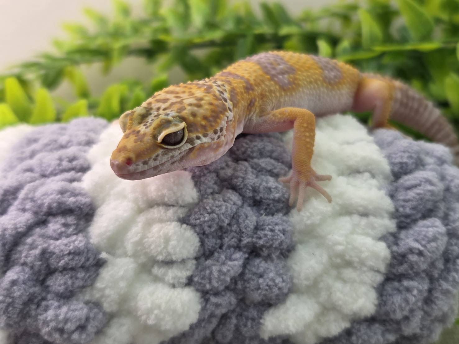 トレンパーアルビノ