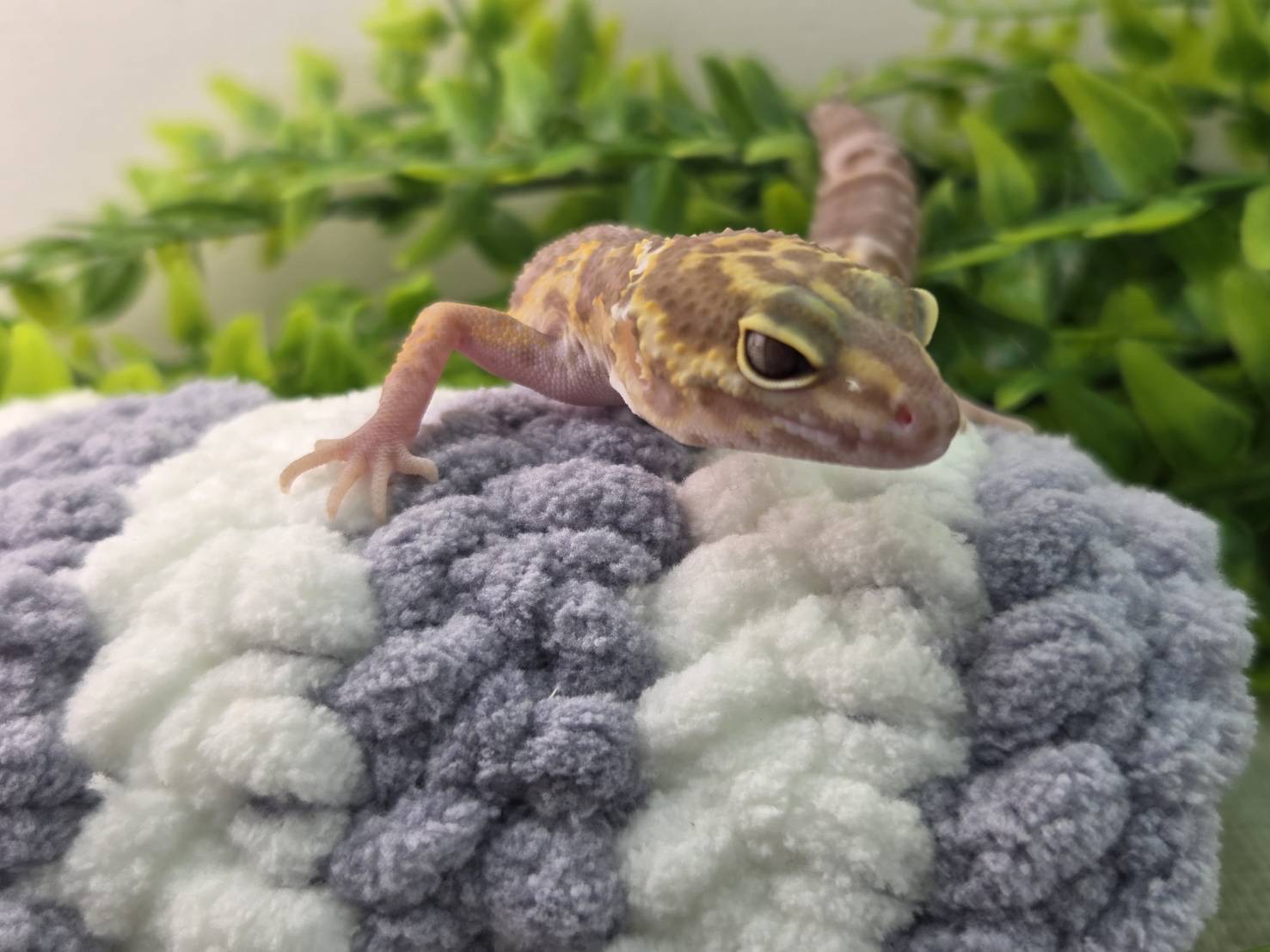 トレンパーアルビノ