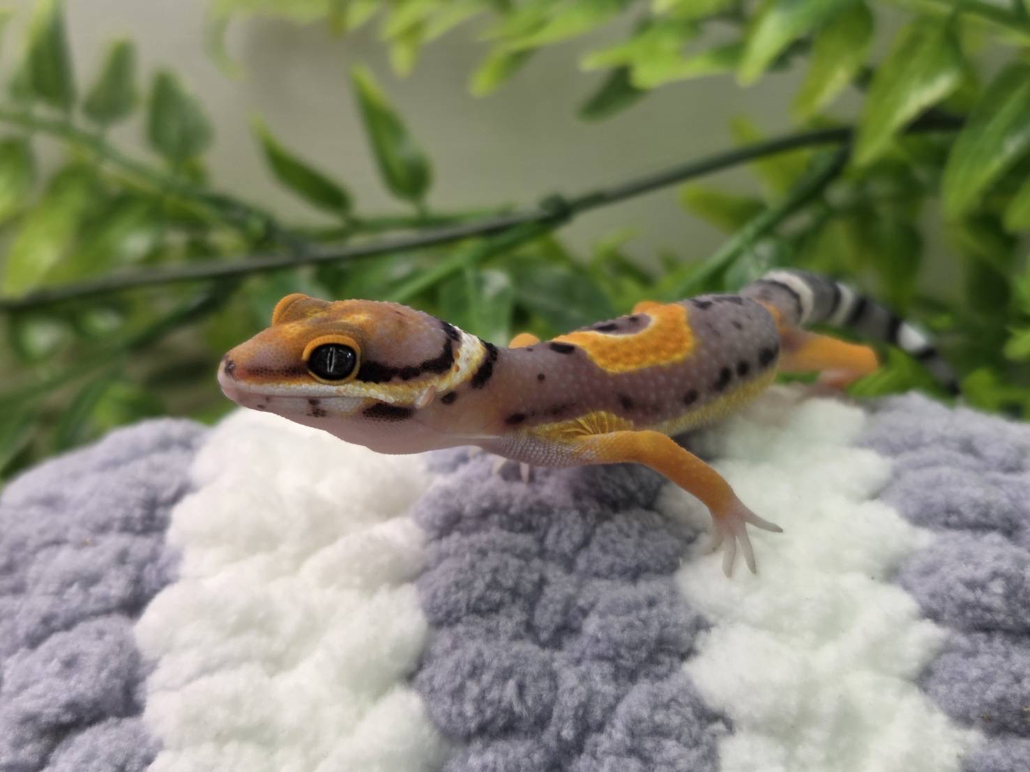 ブラッドクロスタンジェリン