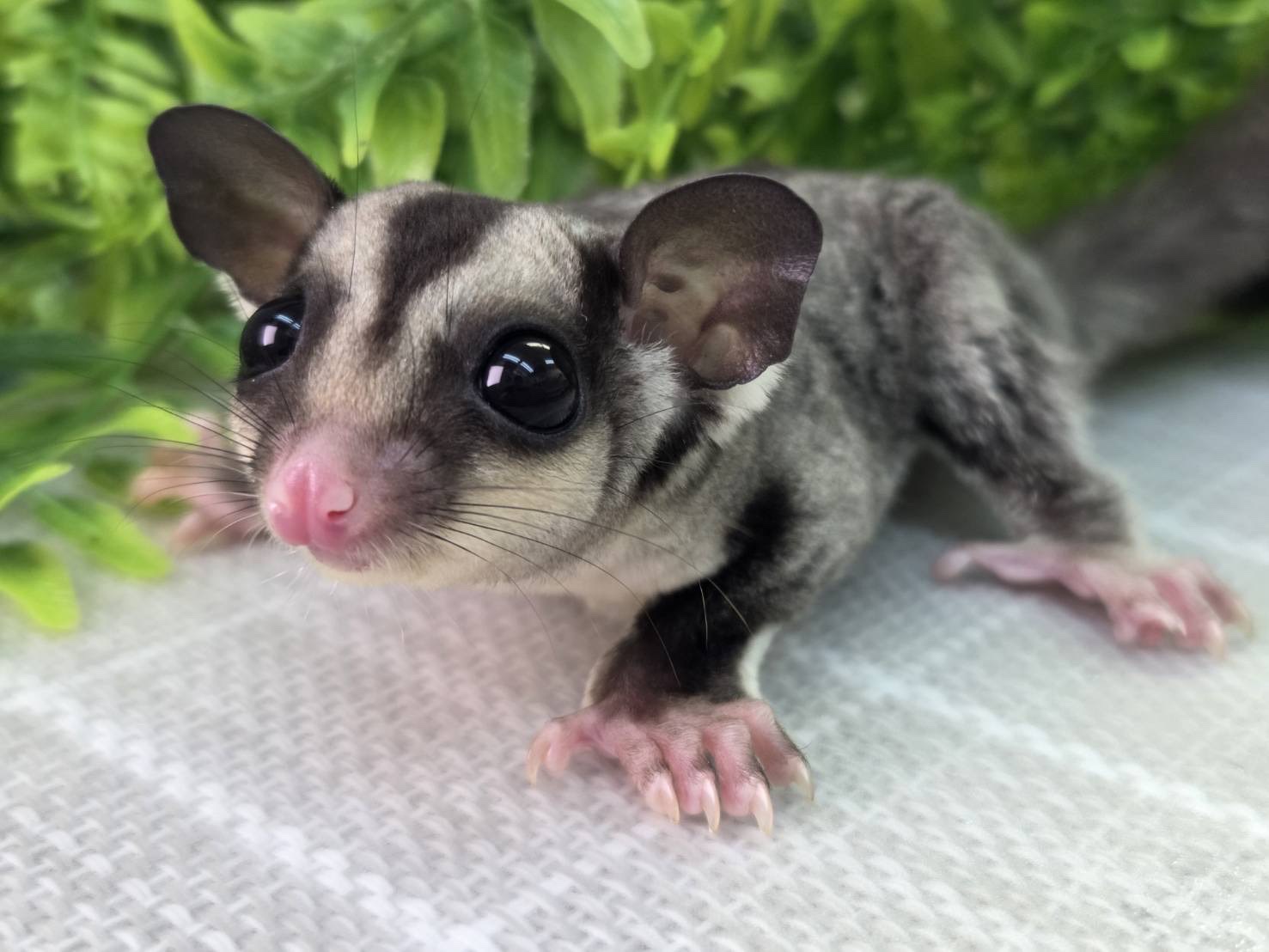 ノーマルhetプラチナ