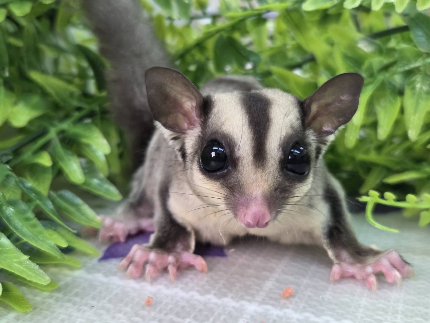 ノーマルhetリューシ