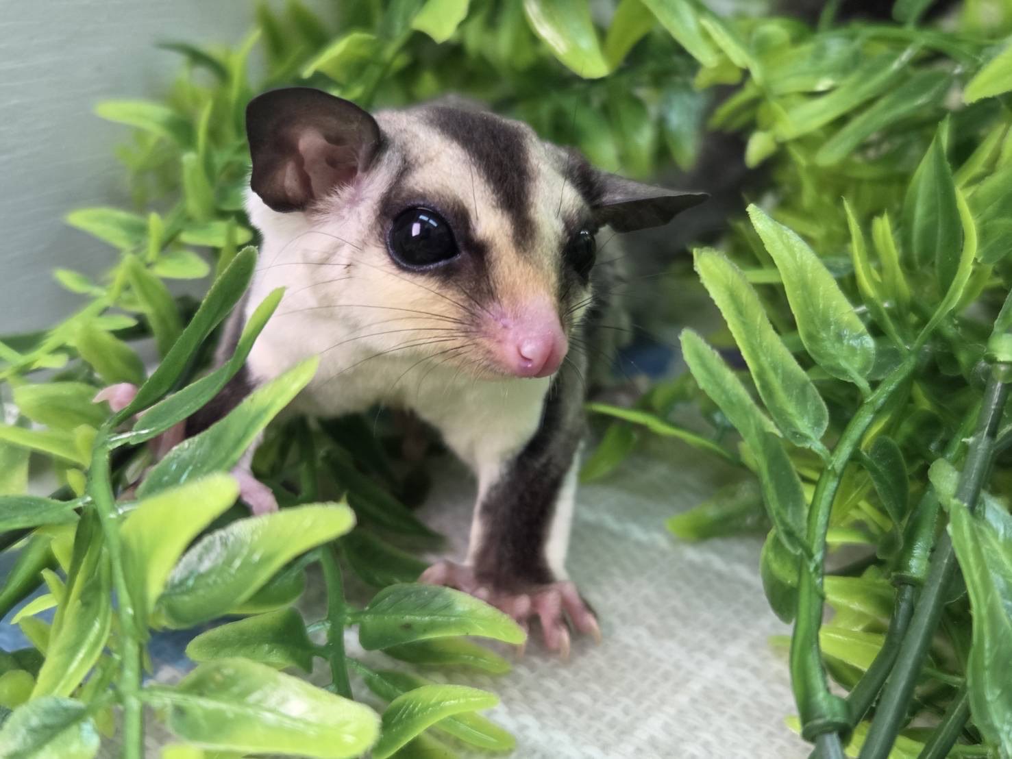 ホワイトフェイス