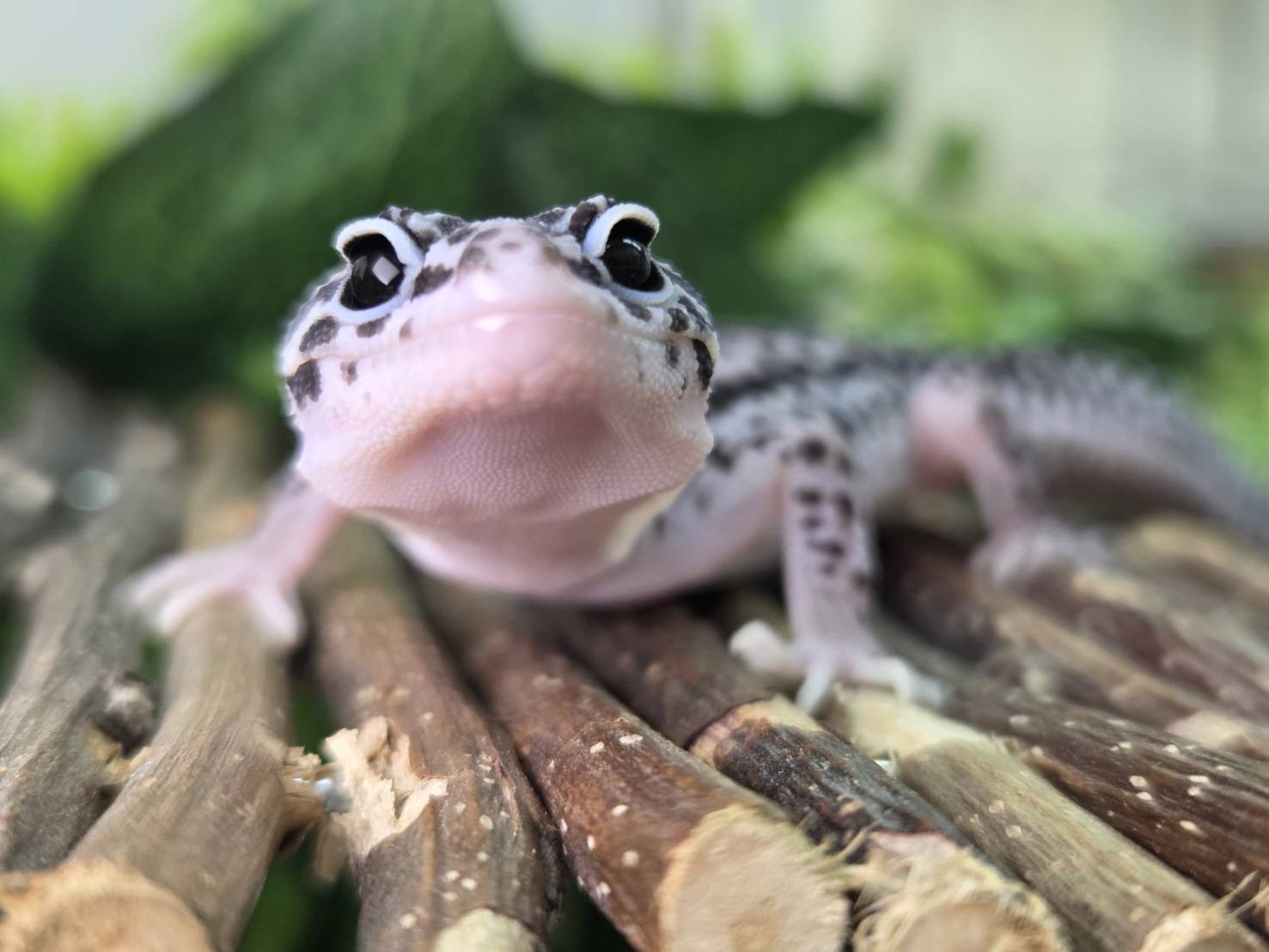 ブラックナイトクロス