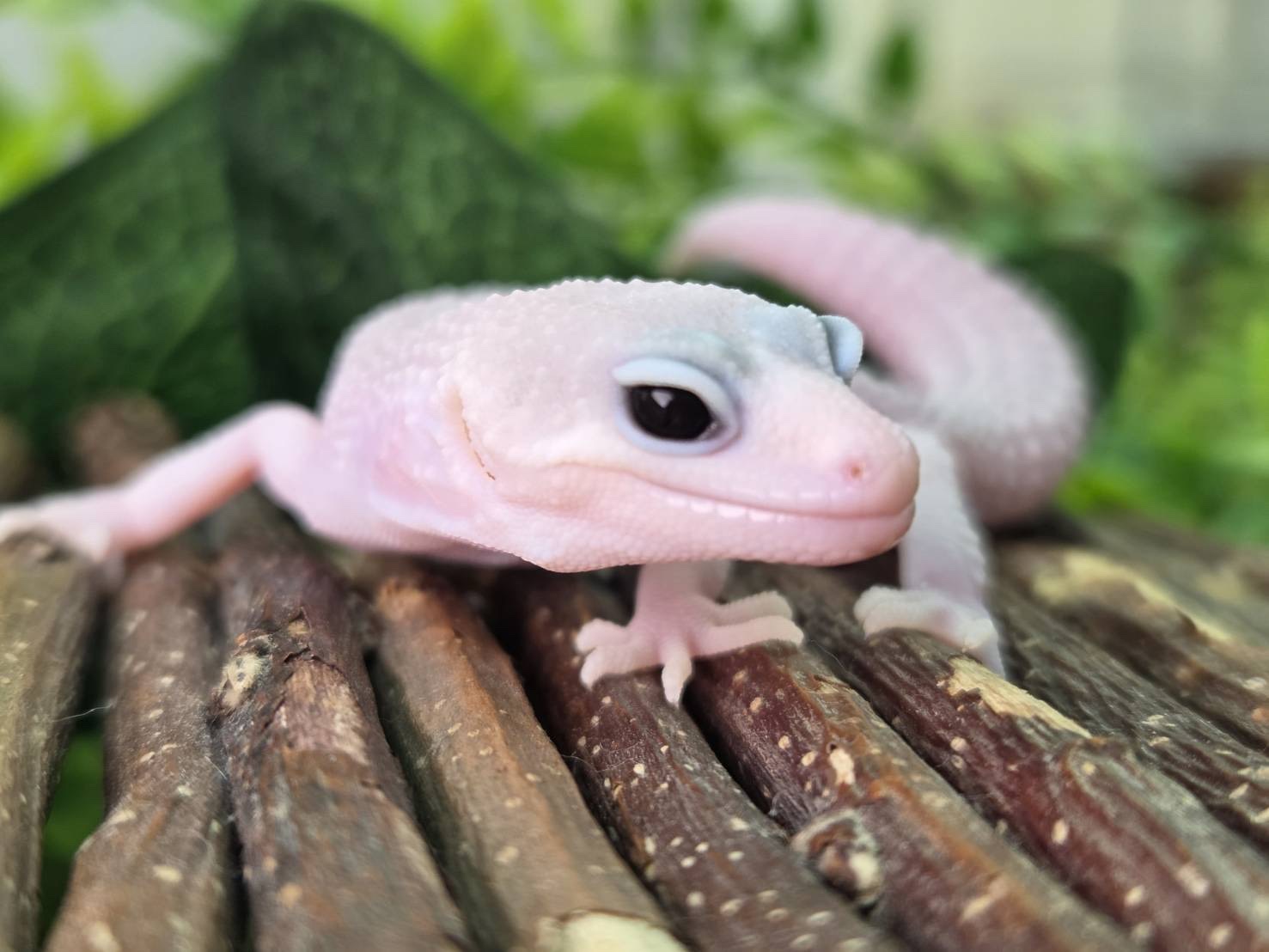 スーパープラチナエクリプスhetトレンパー