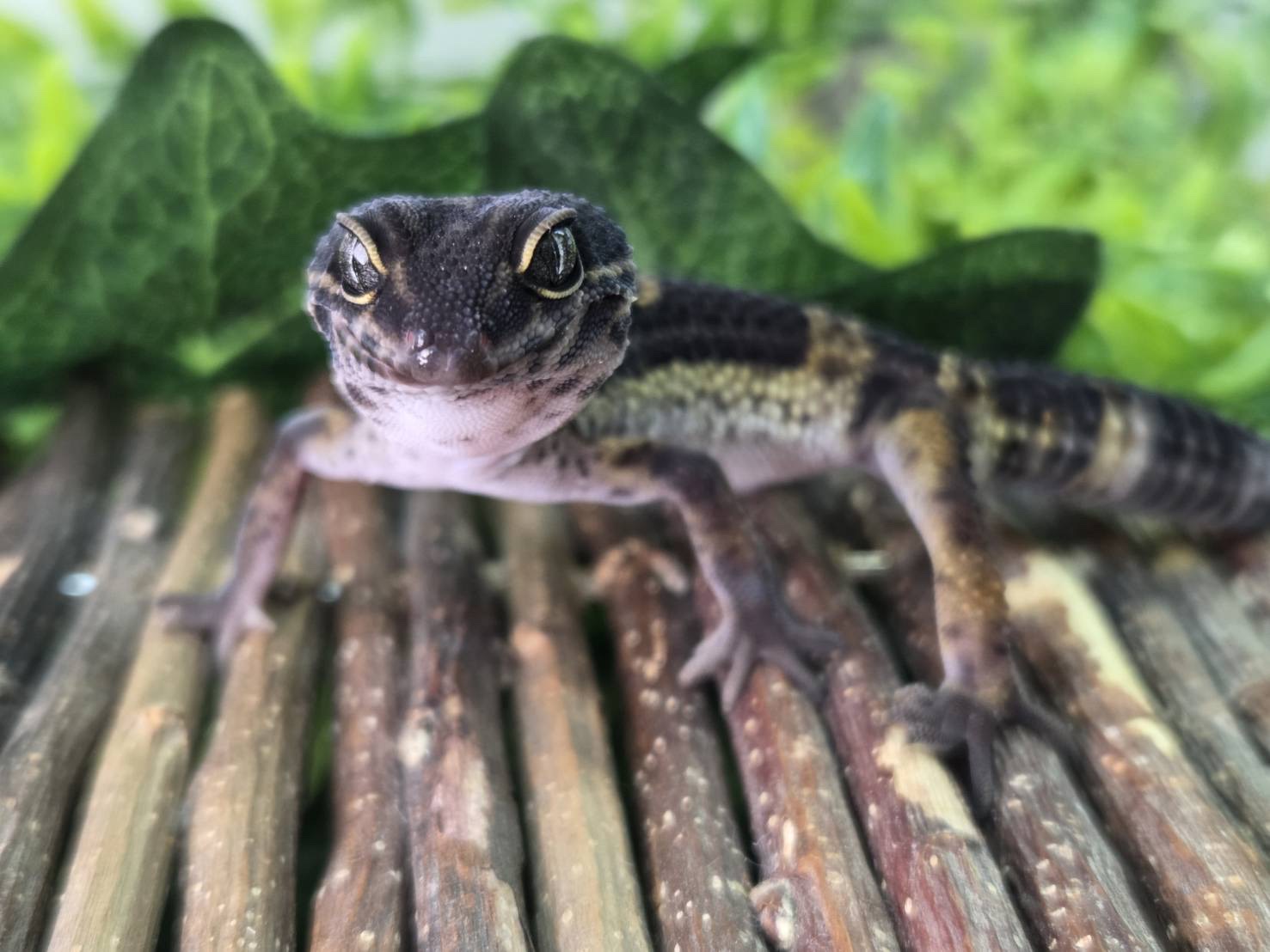 ブラックナイト