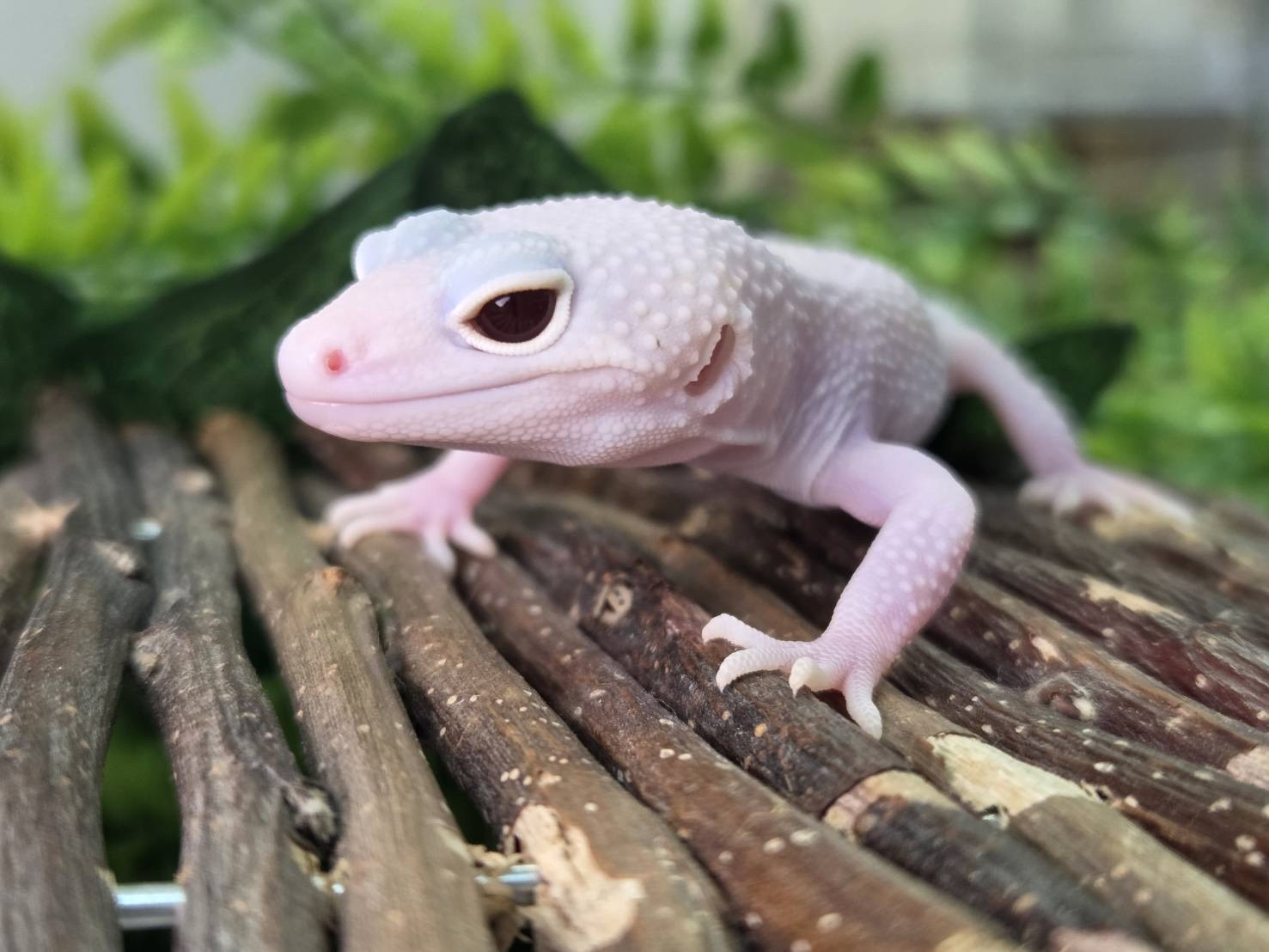 スノーホワイトナイト