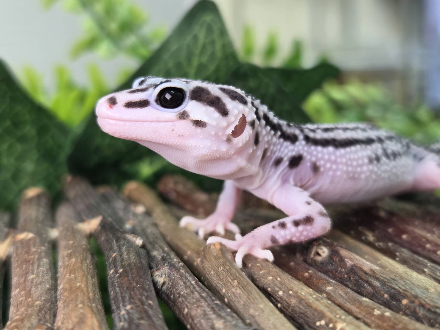 スーパーマックスノー