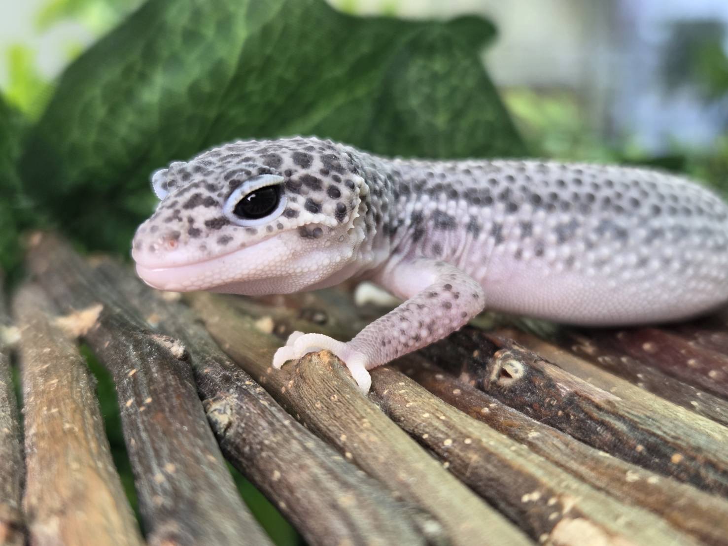 スーパーマックスノー