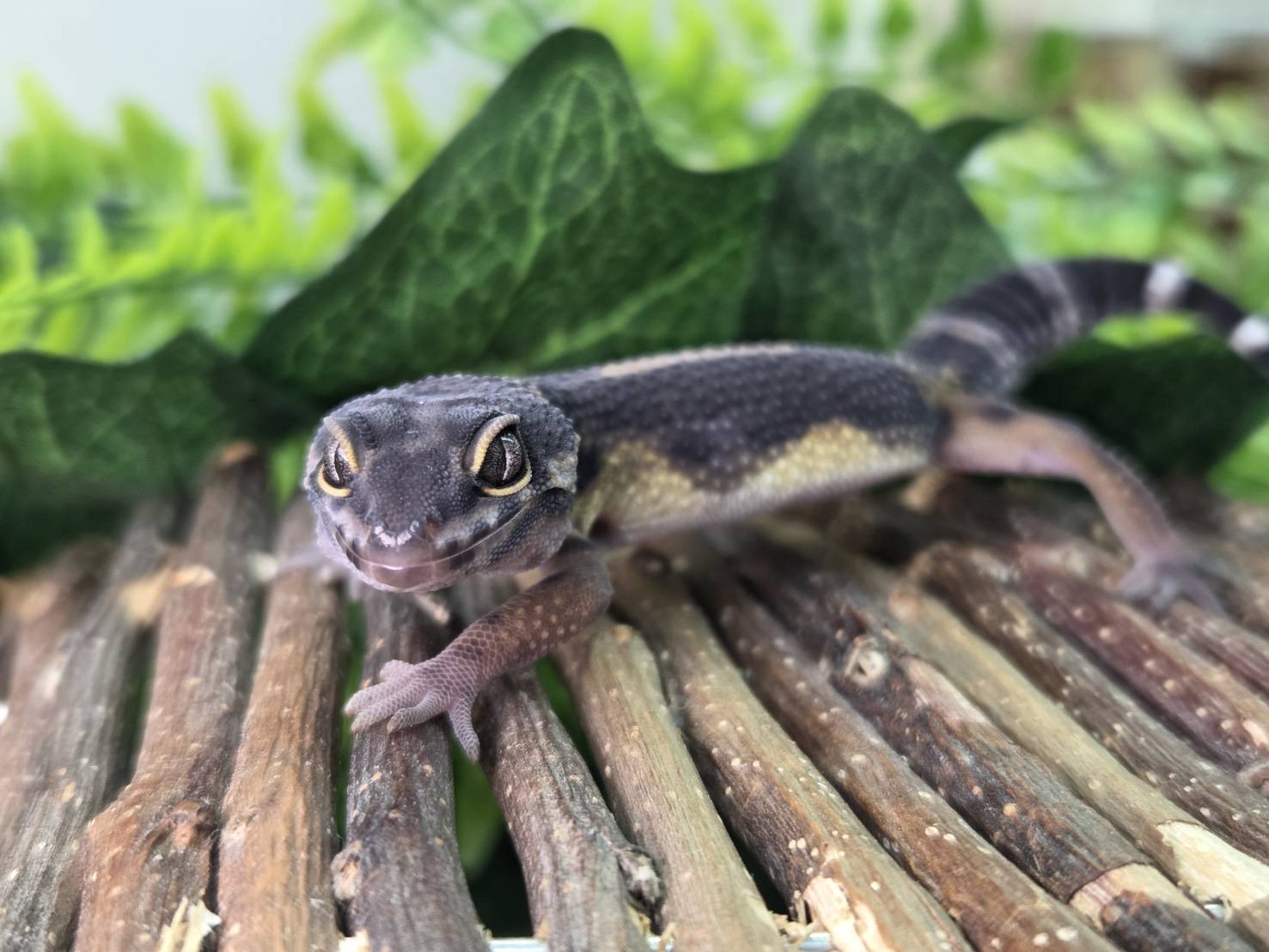 メラニスティックhetトレンパー