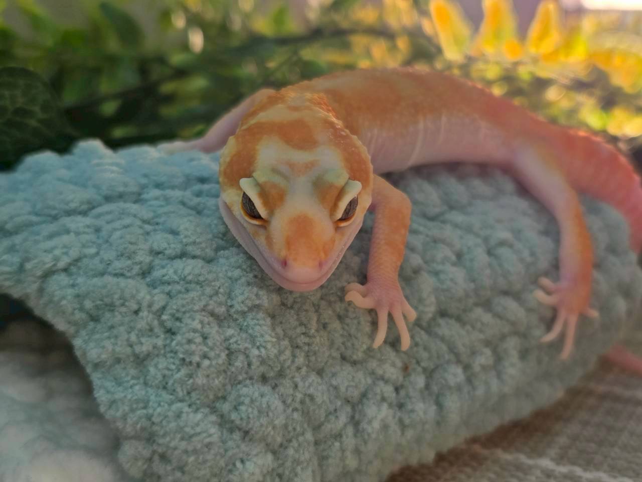 W＆Yトレンパー