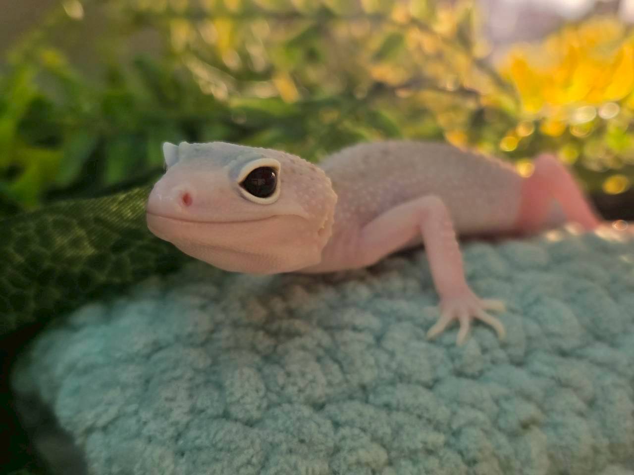 W＆Yスノーエクリプス