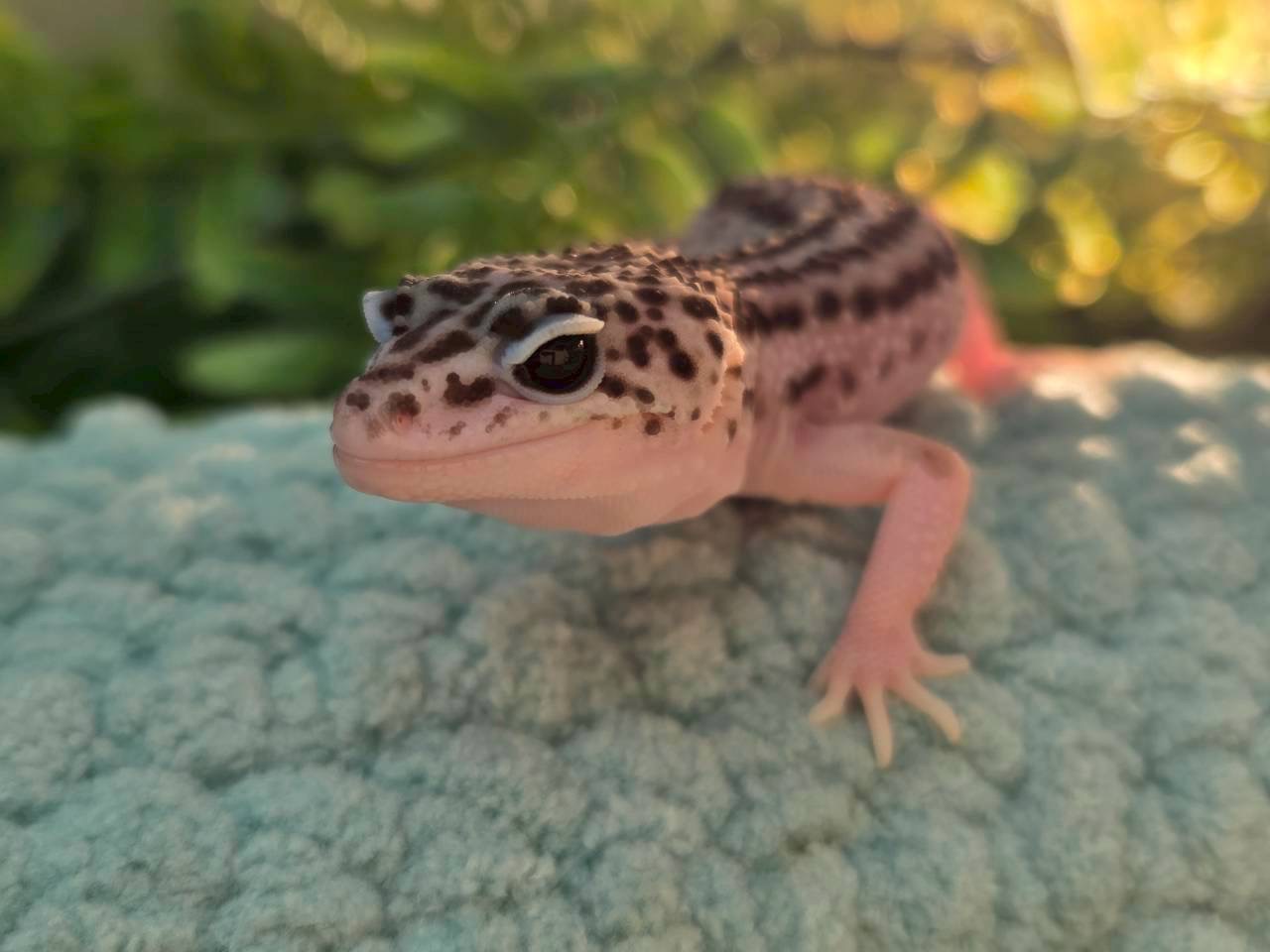 スーパーマックスノー