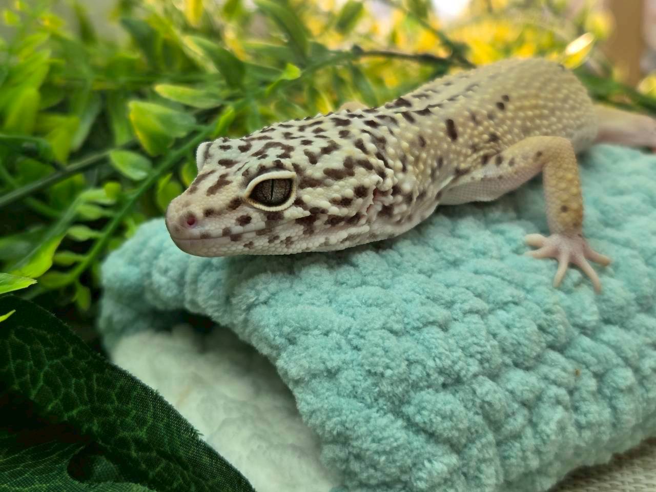 マックスノージャングル