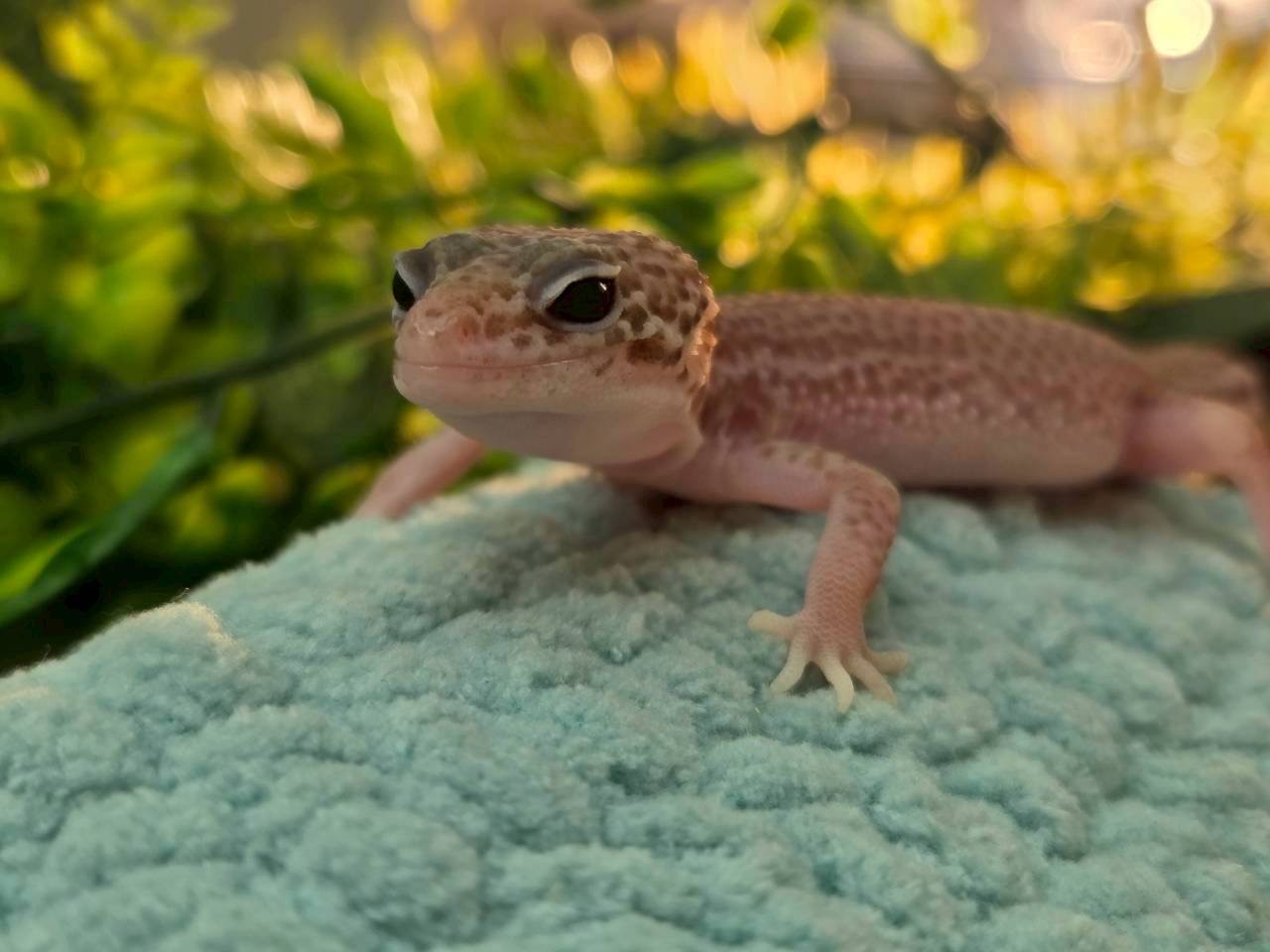 スーパーラプター