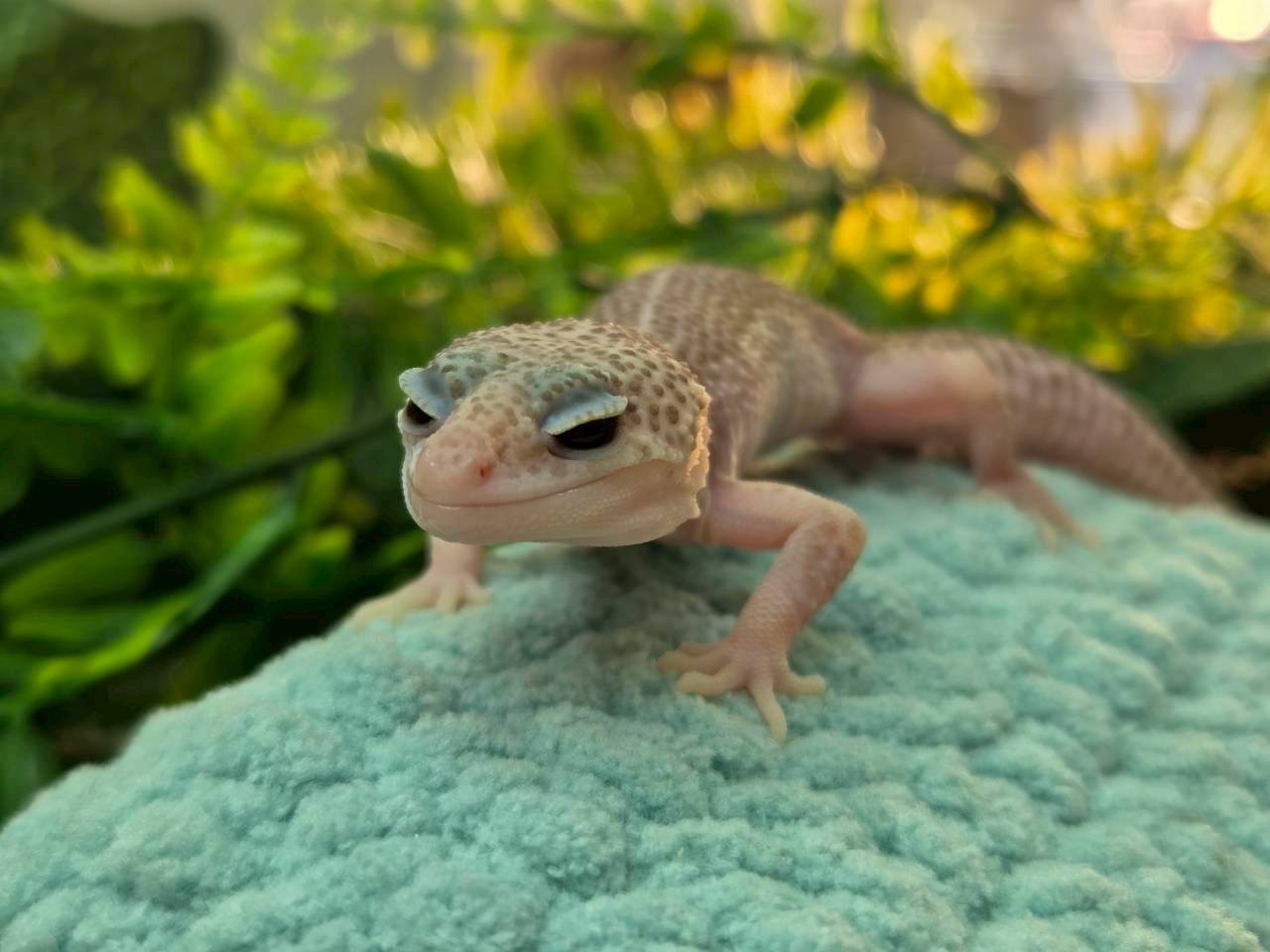 スーパーラプター