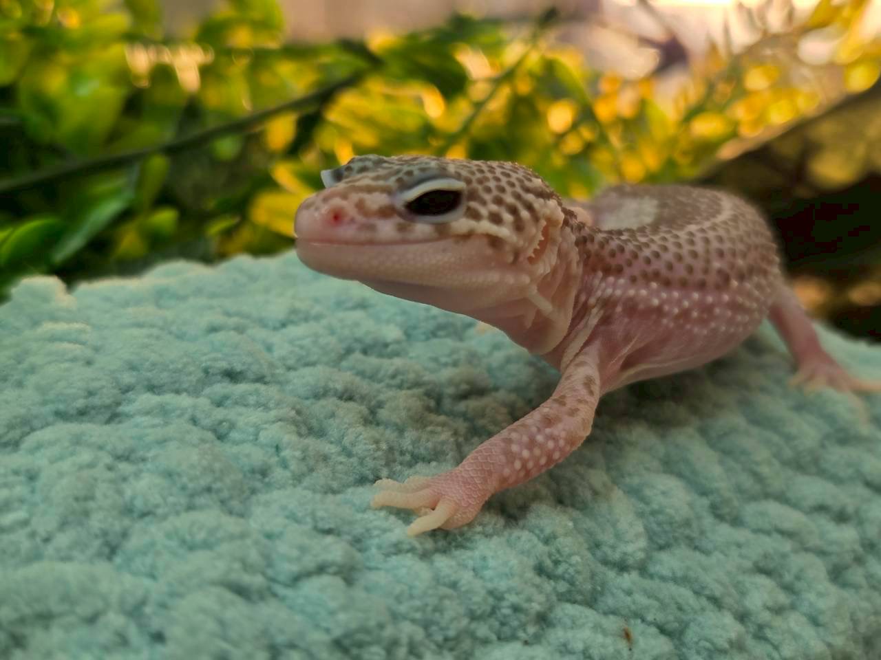 スーパーラプター