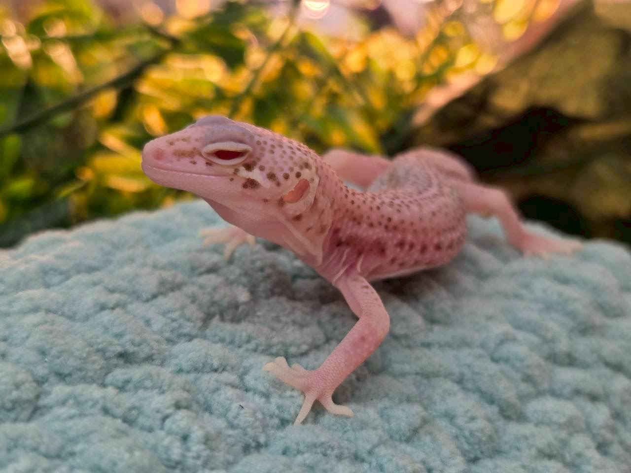 スーパーレーダー