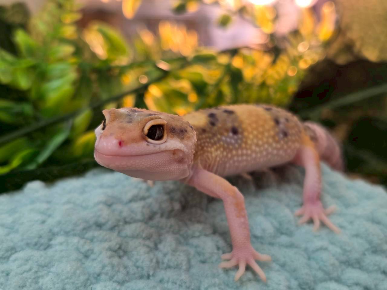 タンジェリンエクリプス