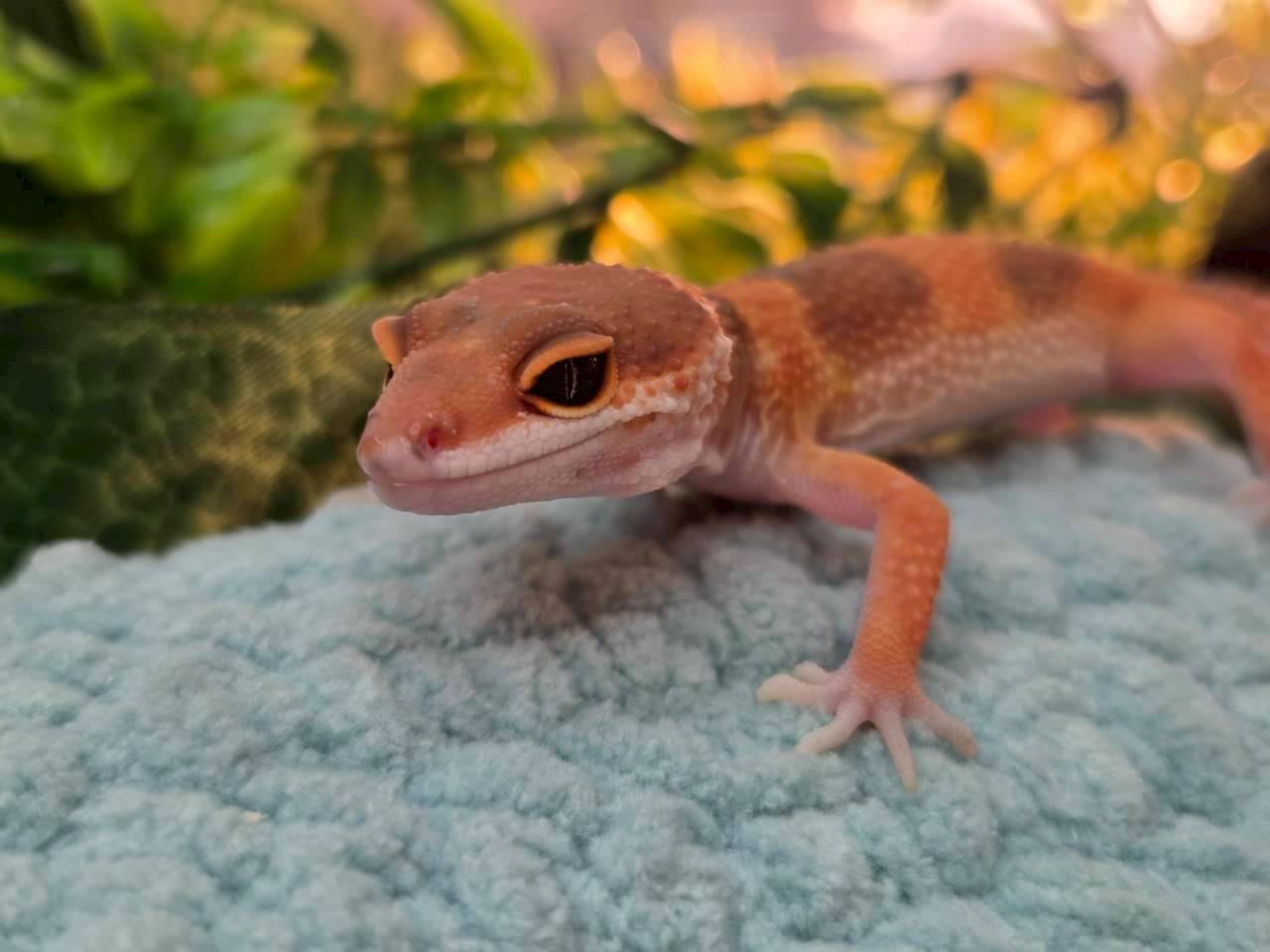 タンジェリンsphトレンパー